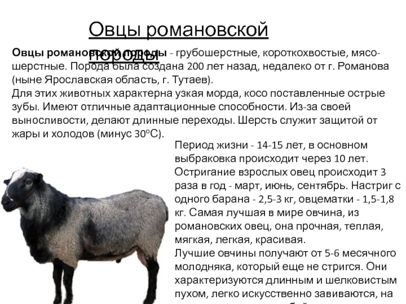 Романовская порода овец. | свое хозяйство