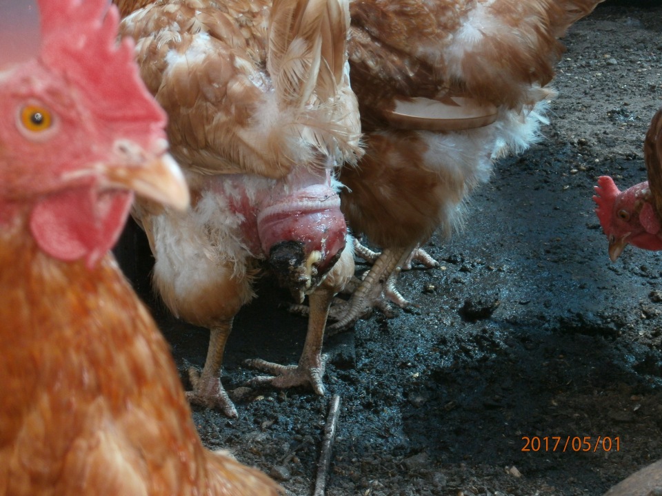 Выпадение яйцевода у куриц — причины, симптомы и лечение