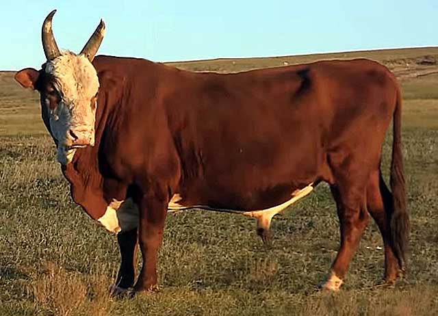 Калмыцкая порода коров. описание, отзывы, особенности с фото и видео