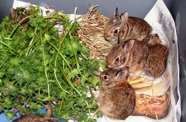 Сколько раз в день кормить кроликов: обычного, декоративного