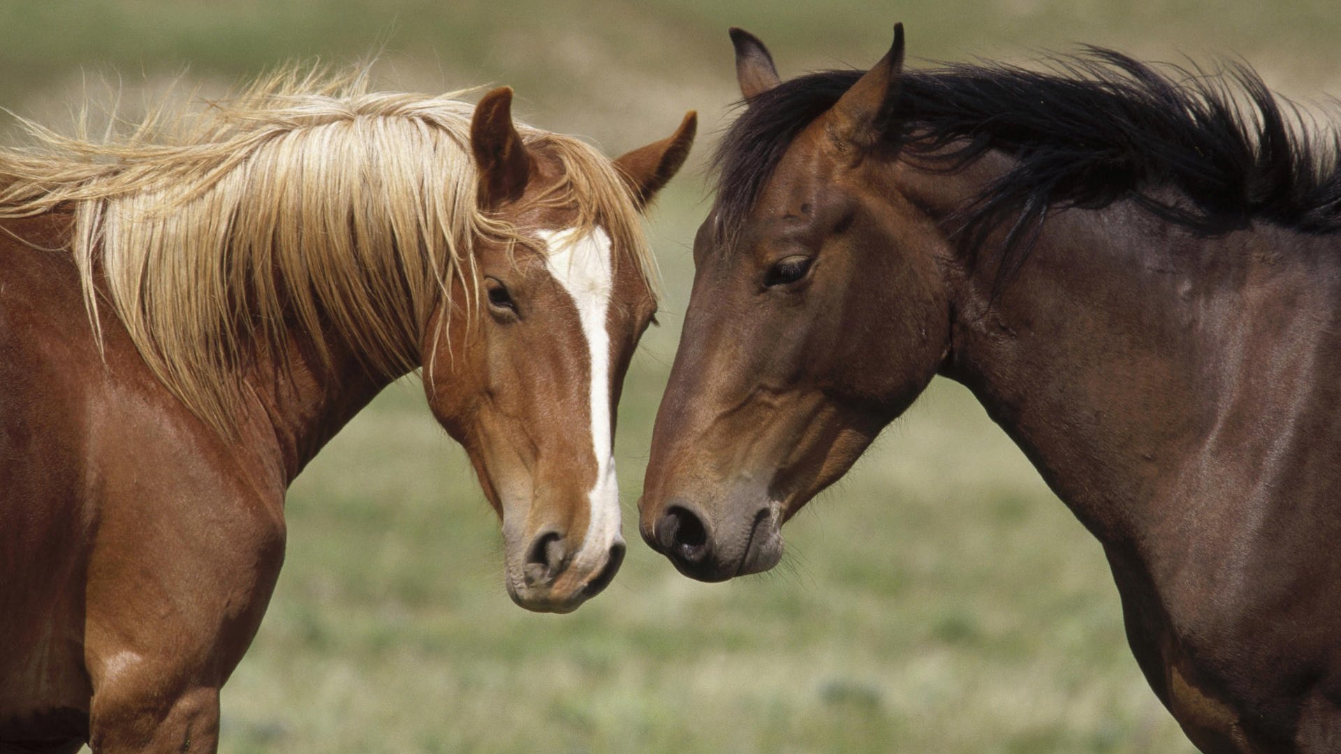Как правильно содержать и ухаживать за лошадьми?