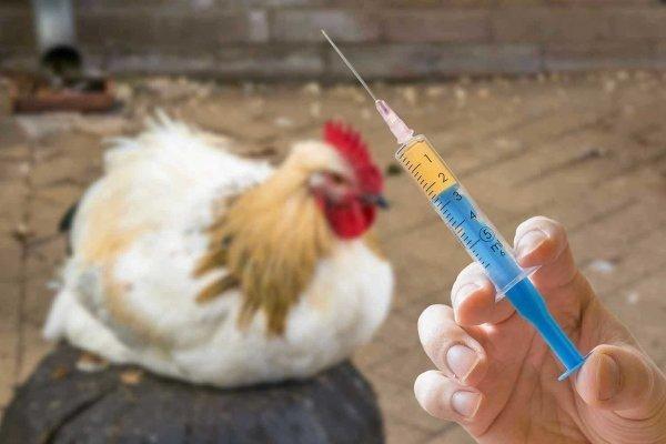 Антибиотики для кур — какие выбрать, как использовать, дозировка, рекомендации по применению, профилактика и лечение