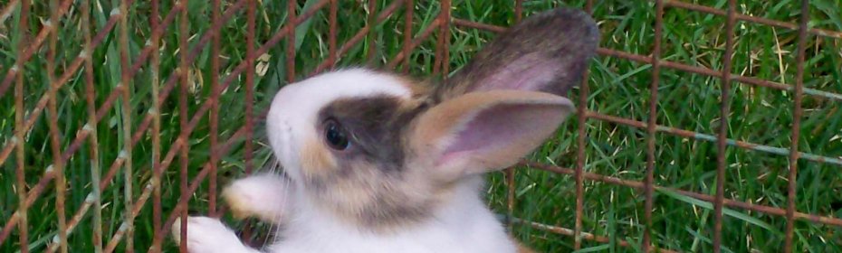 Почему дохнут кролики зимой и летом: причины, что делать