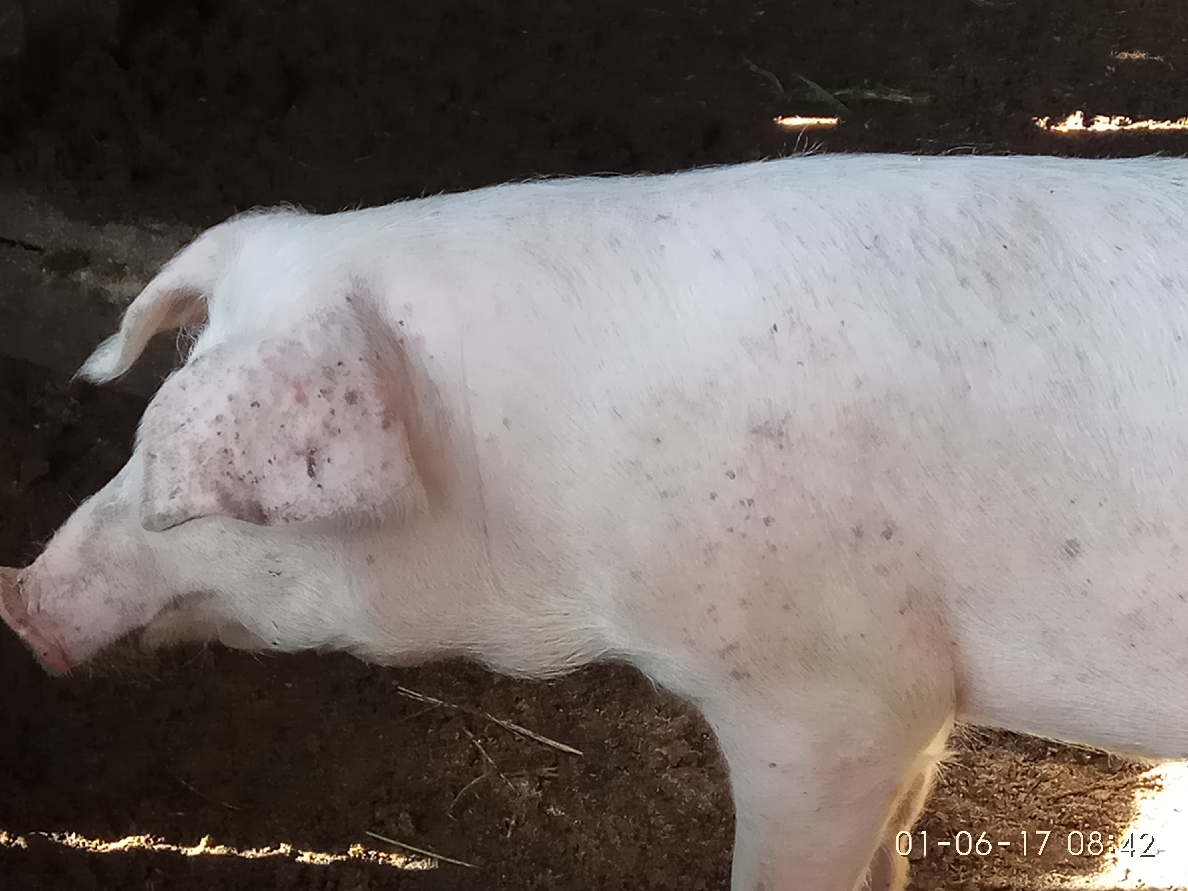 Чесотка у свиней и поросят: причины, симптомы и лечение заболевания медикаментозно и народными средствами (+фото)
