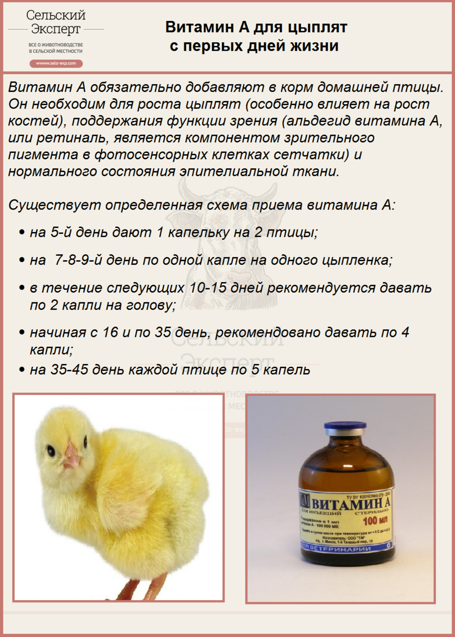 Тривитамин п для цыплят — инструкция по применению, дозировка и противопоказания