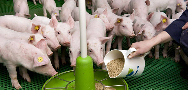 Комбикорм для свиней: состав комбикорма для поросят. как сделать его своими руками в домашних условиях? сколько комбикорма свинья съедает за день?