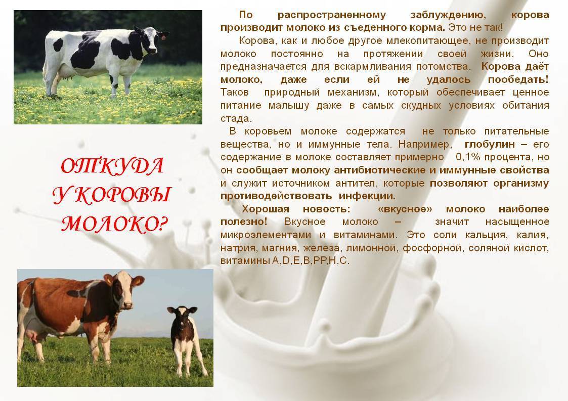 У коровы пропало молоко: причины, почему зажимает молоко