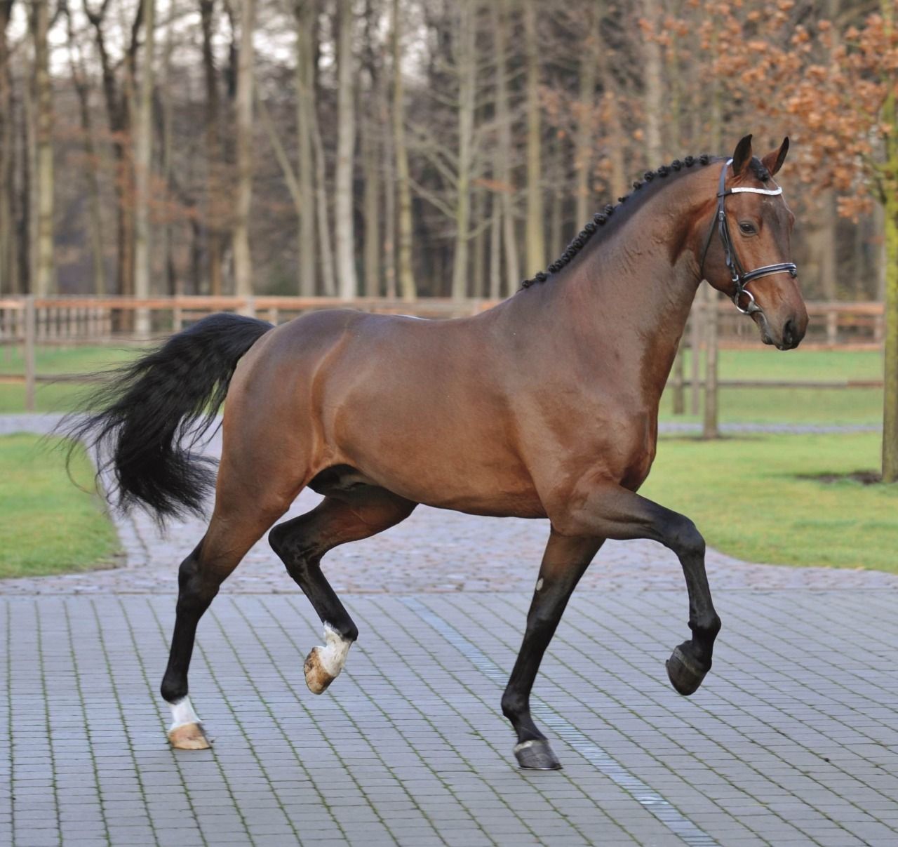 Ганноверская лошадь: описание и содержание породы, достоинства и недостатки, особенности ухода, фото