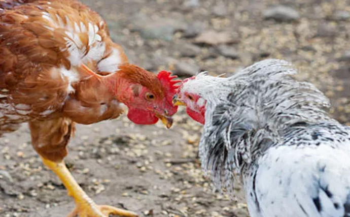 Почему цыплята клюют друг друга до крови: причины, что делать