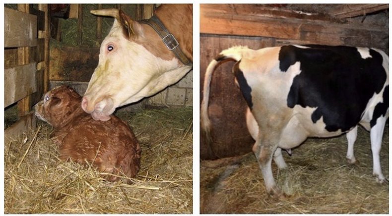 Послеродовой парез у коровы: его профилактика и как лечить вялотекущий порез, его симптомы или признаки и причины заболевания