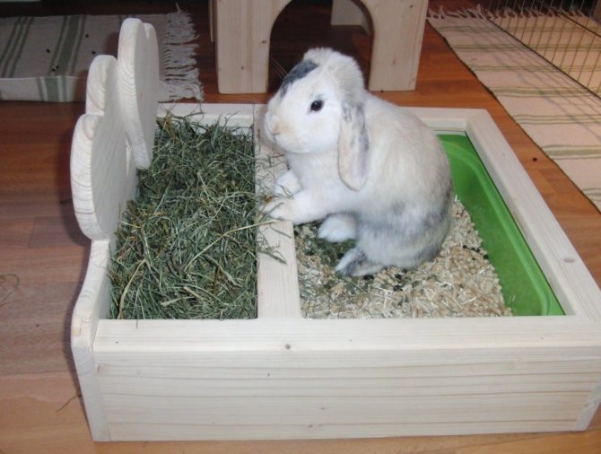 Как приучить кролика к лотку: эффективные способы и полезные рекомендации