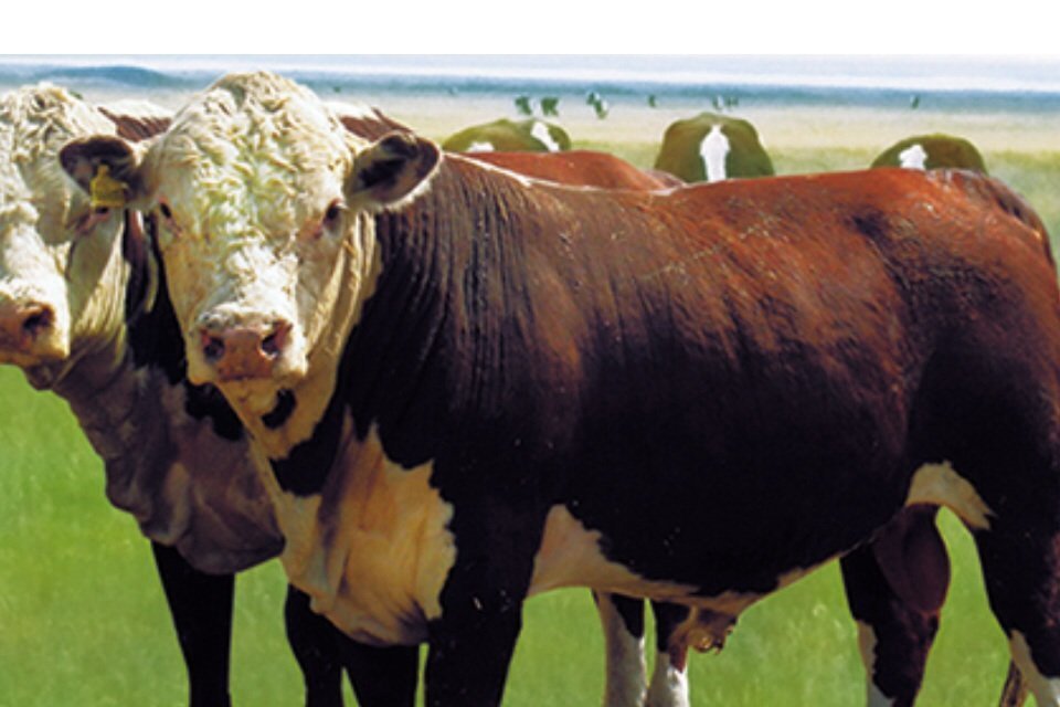 Казахская белоголовая порода коров: описание и характеристика
