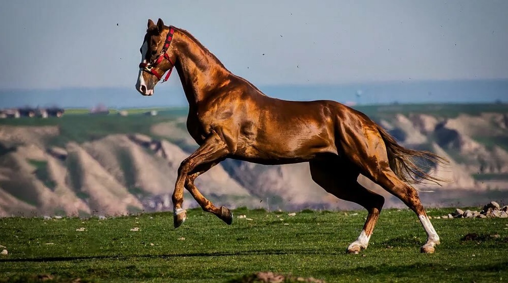 Ахалтекинский скакун — особенная порода лошадей из туркмении