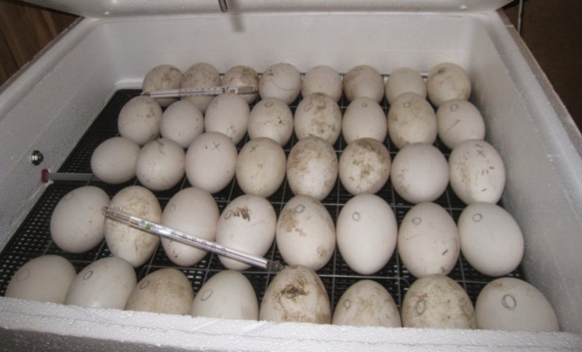 Инкубация куриных яиц: режим, таблица температуры и влажности, а также отличия в выращивании птенцов в механическом и пенопластовом устройствах