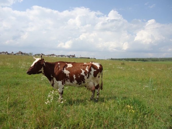 Коровы породы айрширская: происхождение, характеристики, продуктивность, условия содержания