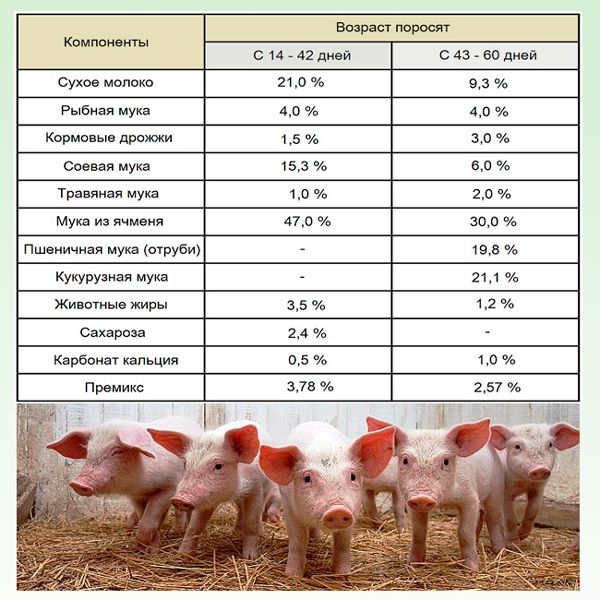 Мясной откорм свиней: корма, пищевые добавки, этапы откорма