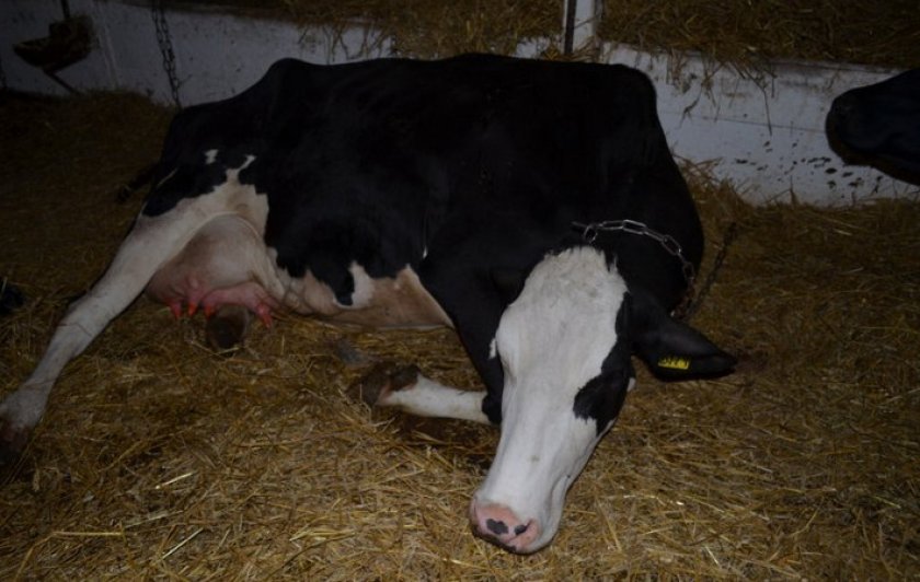 Завал рубца у коровы. как вылечить и предотвратить атонию преджелудков коровы