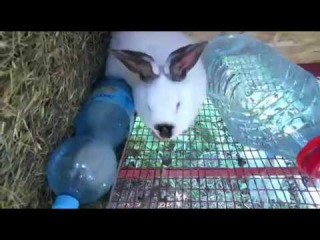 Признаки теплового и солнечного удара у кроликов: что делать в данных случаях
