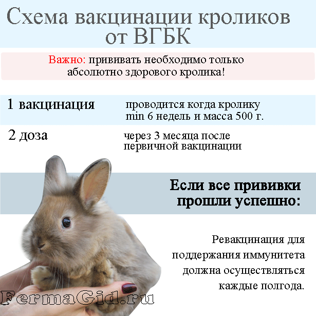 В каком возрасте и когда отсаживают крольчат от крольчихи или через сколько дней можно отсаживать: советы с видео