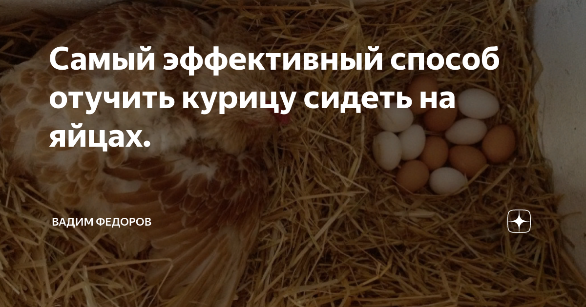 Как отучить курицу садиться на яйца (вывести из состояния наседки)