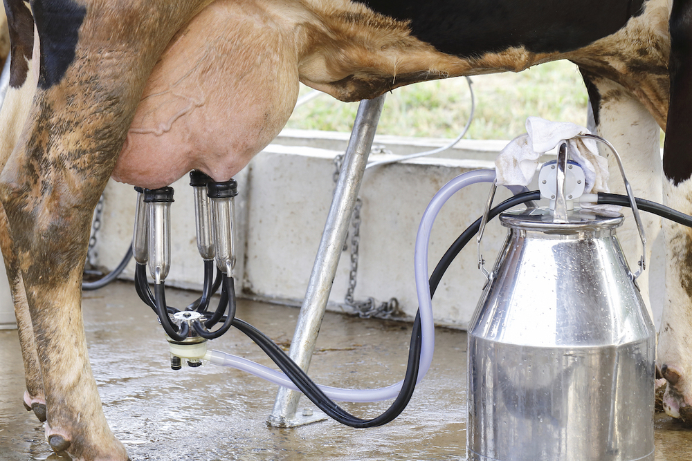 Доильный аппарат для коров: принцип работы и разновидности
