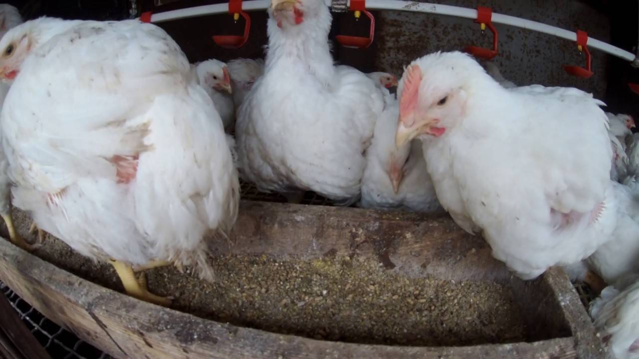 Болезни цыплят — симптомы и лечение в домашних условиях