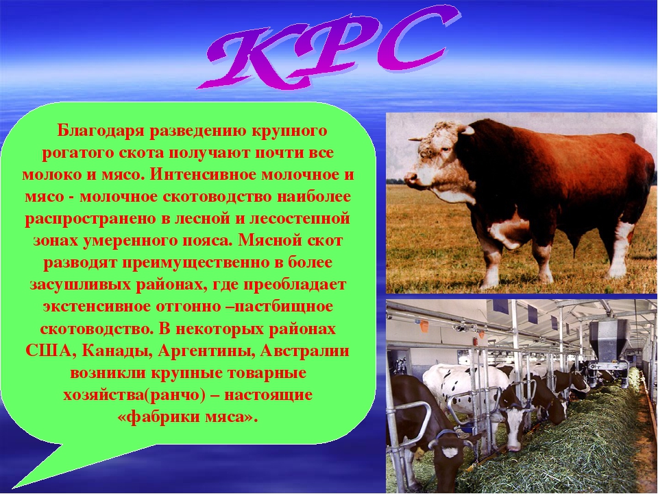Биологические особенности крупного рогатого скота: основные особенности коров