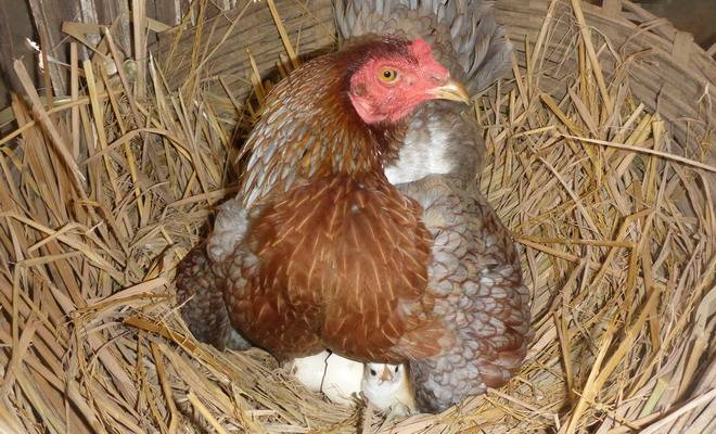 Сколько суток курица высиживает цыплят и другие вопросы по насиживанию яиц