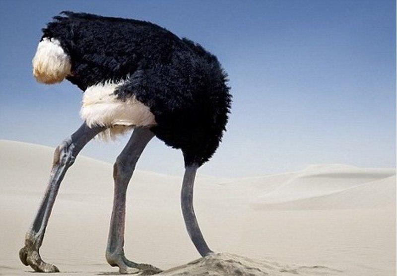 Почему страус прячет голову в песок: миф или реальность