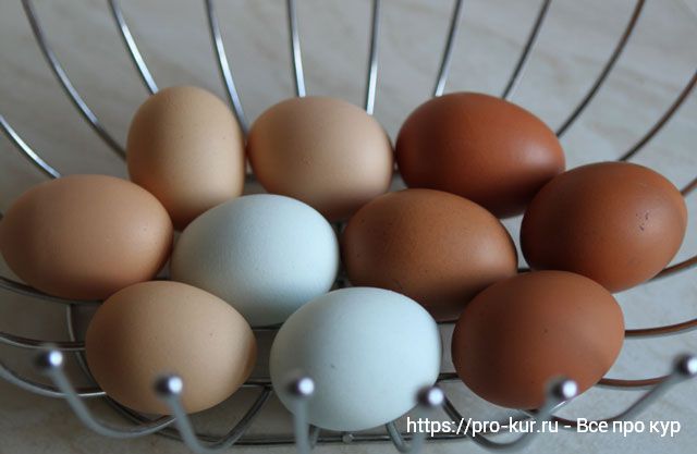 Почему куры несут яйца без скорлупы и что делать