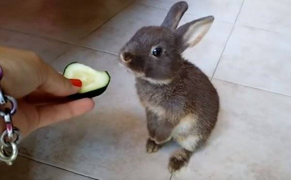 Можно ли кроликам давать свежие огурцы?