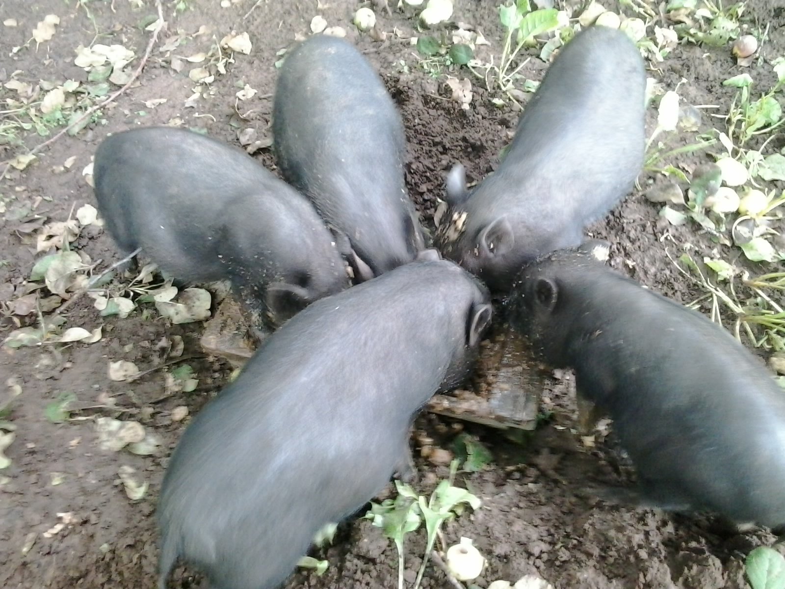 Разведение вислобрюхих вьетнамских свиней в домашних условиях