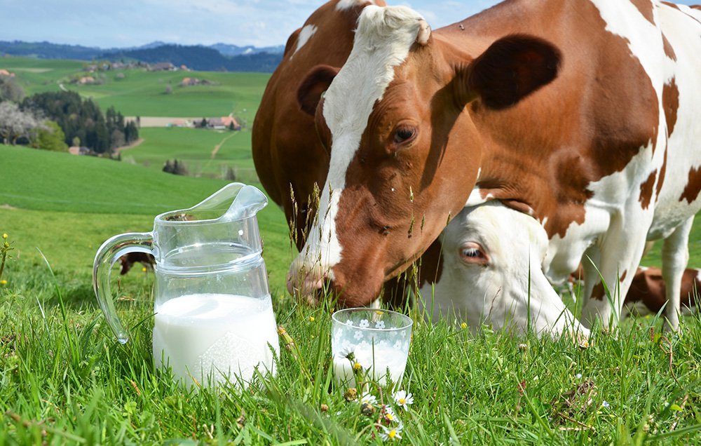 Парное молоко: это что значит, чем полезно, почему если пить такой продукт, быстро поправишься, польза и вред свежего козьего и коровьего, температура, жирность