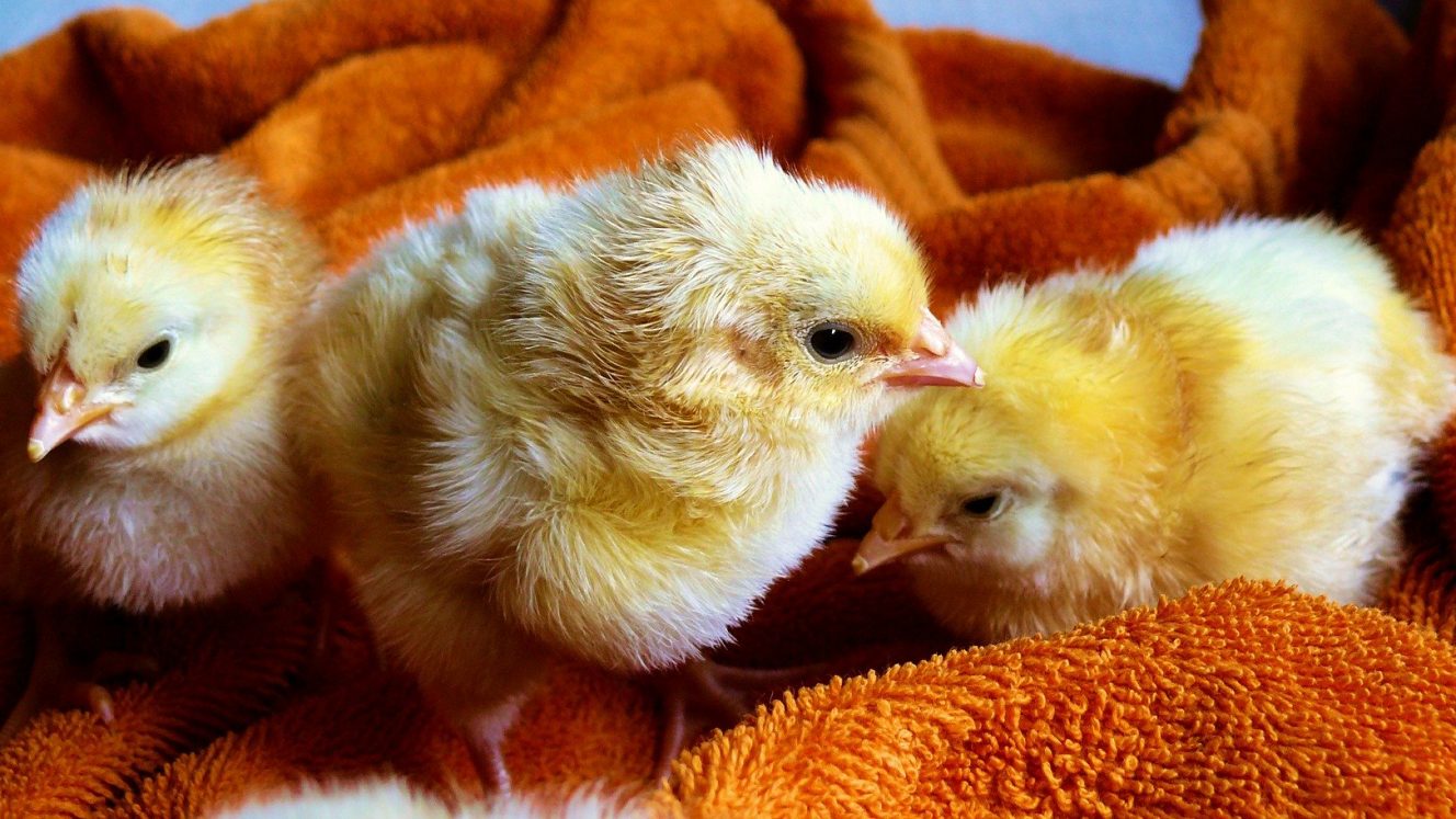 Куры бройлеры (65 фото): особенности выращивания в домашних условиях, кормление бройлерных цыплят. как правильно разводить?