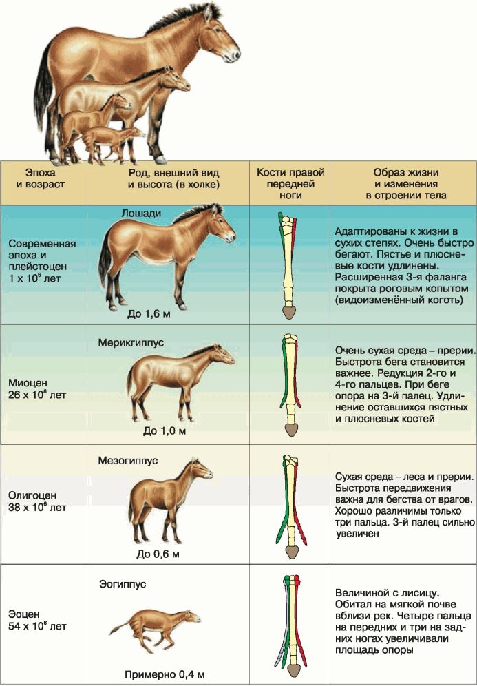 Иппология — наука, изучающая лошадей