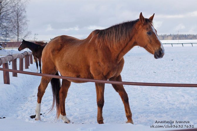 Буденновская лошадь: описание и характеристики породы