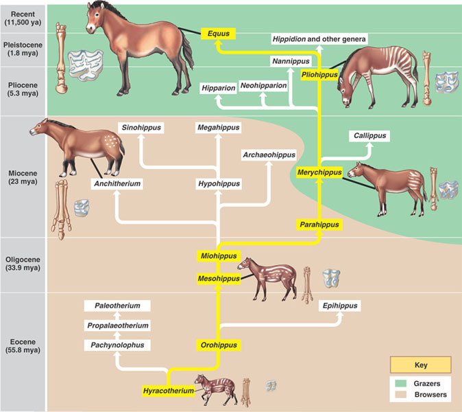 Бег лошади: учимся определять различные аллюры