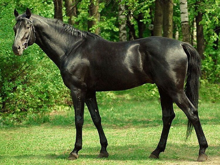 Английская чистокровная лошадь: описание или характеристика породы, где купить животное в россии и сколько оно стоит на конном рынке