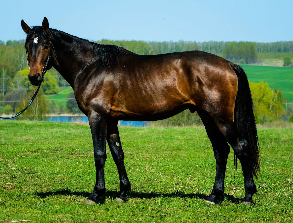 Ганноверская порода лошадей: история, описание, характер и современное состояние породы