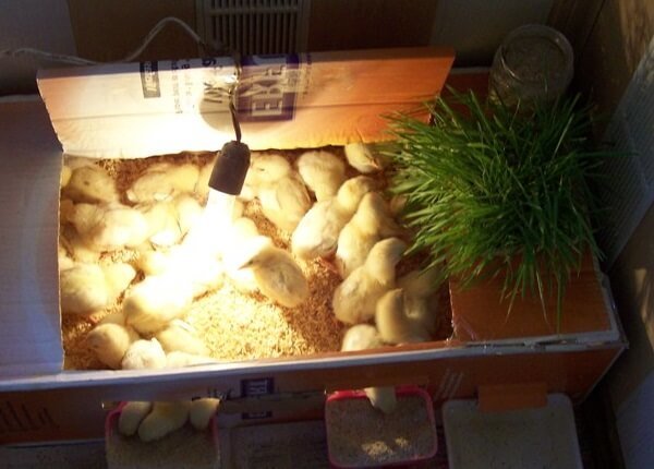 Суточные цыплята: уход, кормление, содержание после вылупления из инкубатора с первых дней жизни (суточные несушки и до 3 недели)  в домашних условиях
