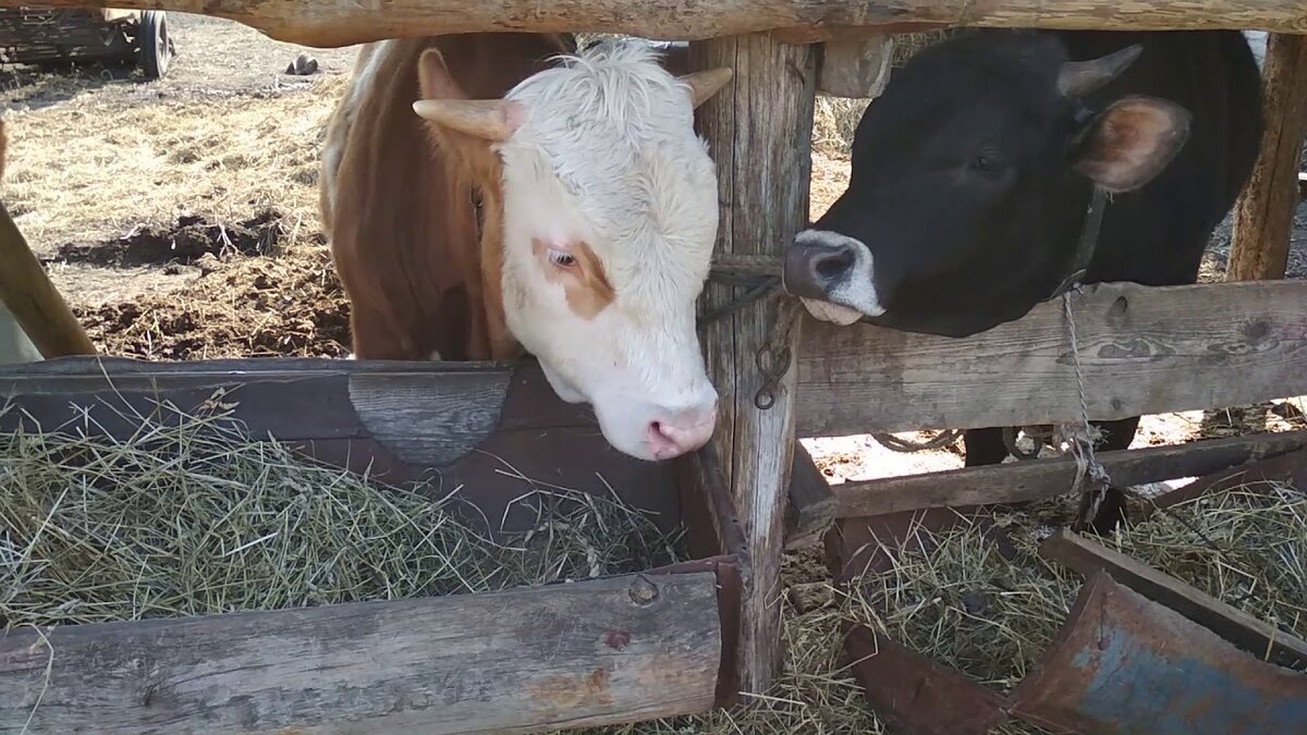 Откорм бычков на мясо: условия содержания и состав рациона