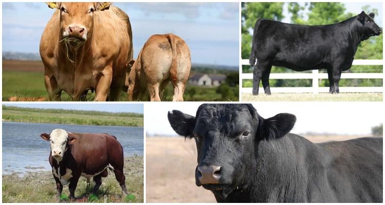 Безрогие (комолые) коровы и быки — это какие породы и что значит без рогов — moloko-chr.ru