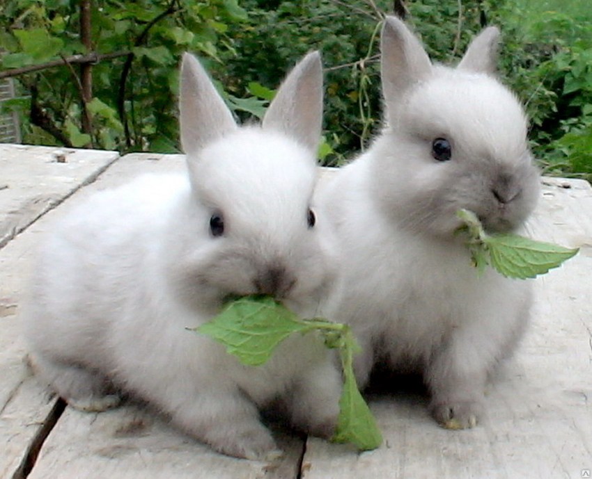 Карликовый кролик (56 фото): чем можно кормить мини-кроликов? особенности ухода в домашних условиях. сколько лет они живут? отзывы владельцев