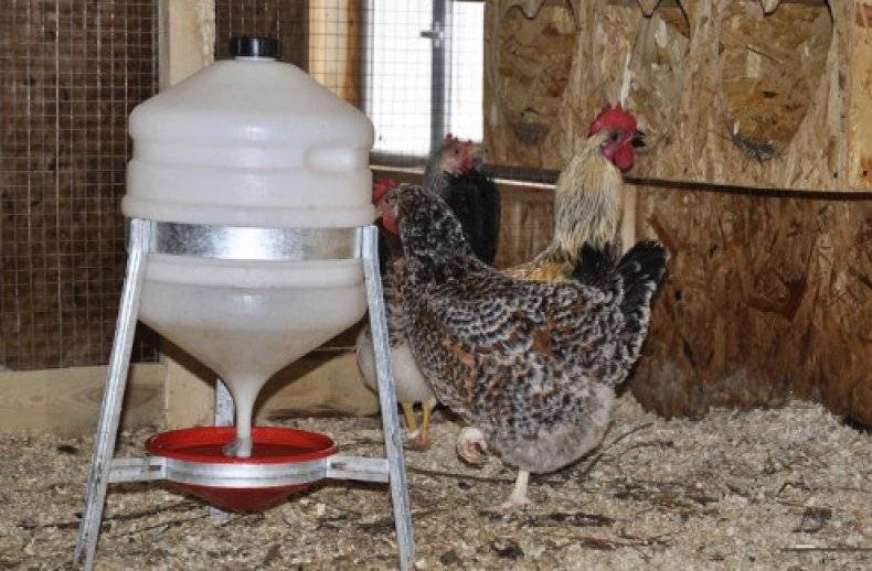 Как сделать поилку для птицы (цыплят, кур, бройлеров) своими руками в домашних условиях