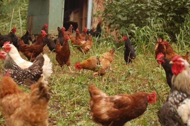 Сколько живут курицы разных пород в домашних условиях и на птицефабриках