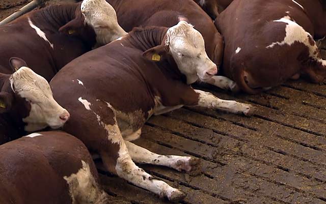 Разведение бычков на мясо, как бизнес: с чего начать, выгодно ли держать мини фермы, план, как поднять дело для начинающих в домашних условиях