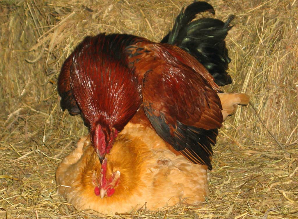 Может ли курица нести яйца без петуха: продуктивность, нужен ли несушкам самец