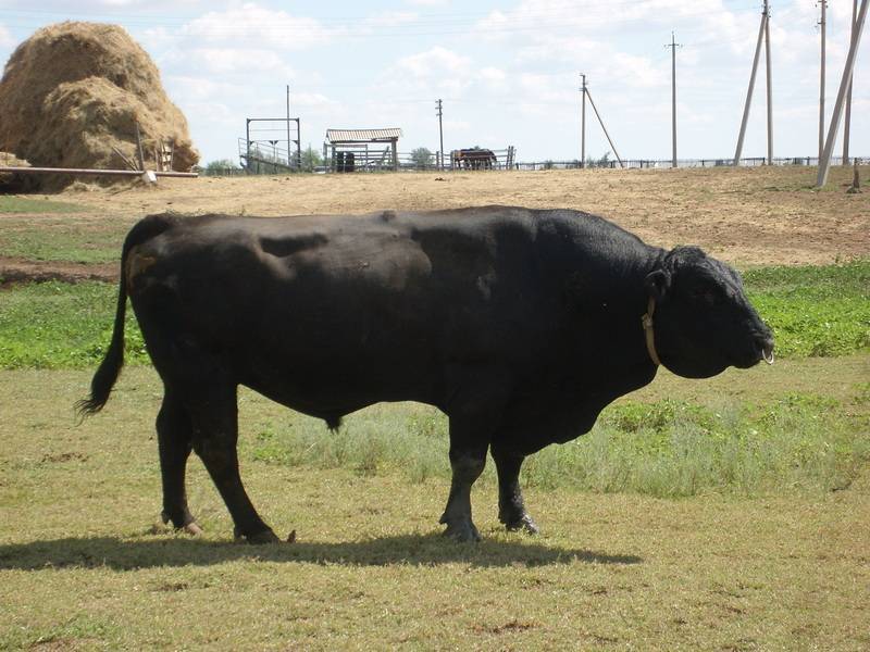О породах комолой коровы: описание и характеристики безрогих коров