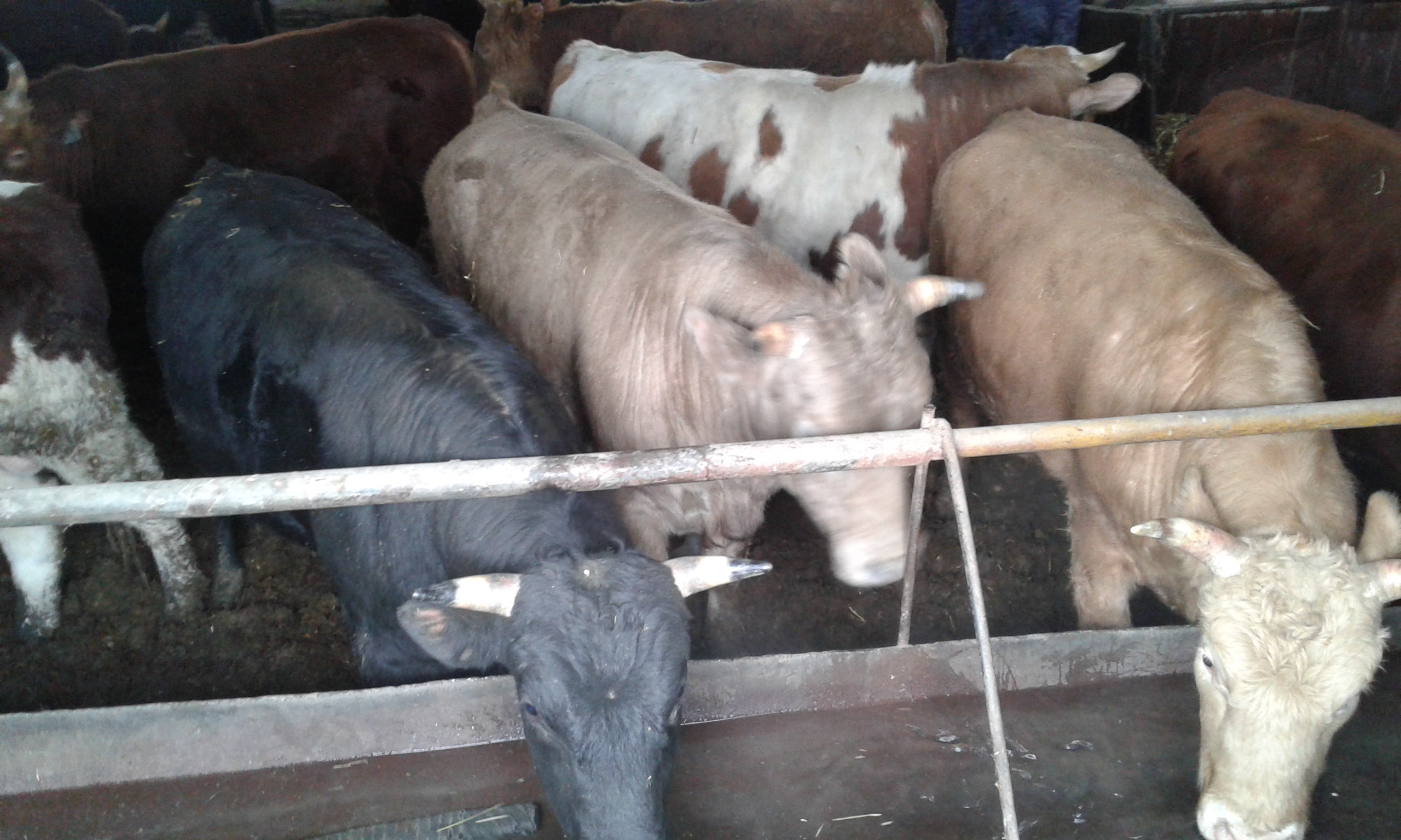 Откорм бычков на мясо в домашних условиях — технология, особенности содержания крс