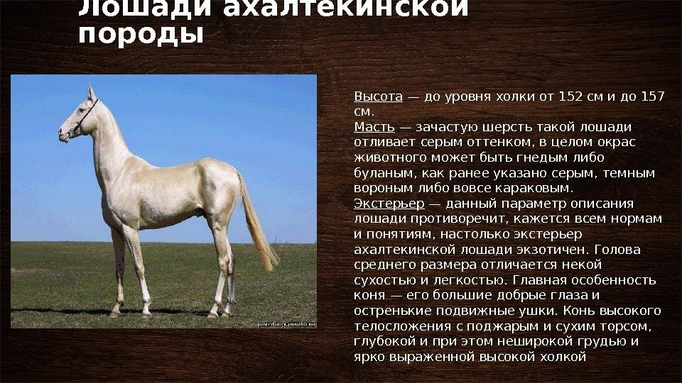 Лошадь – описание, виды, породы, питание, размножение, фото